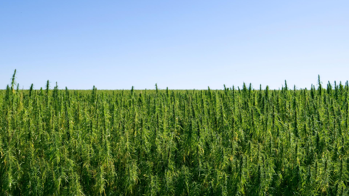 Health Canada seeking submissions for new industrial hemp varieties