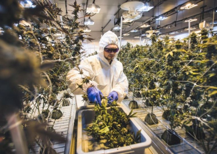 High insurance premiums a challenge for cannabis producers