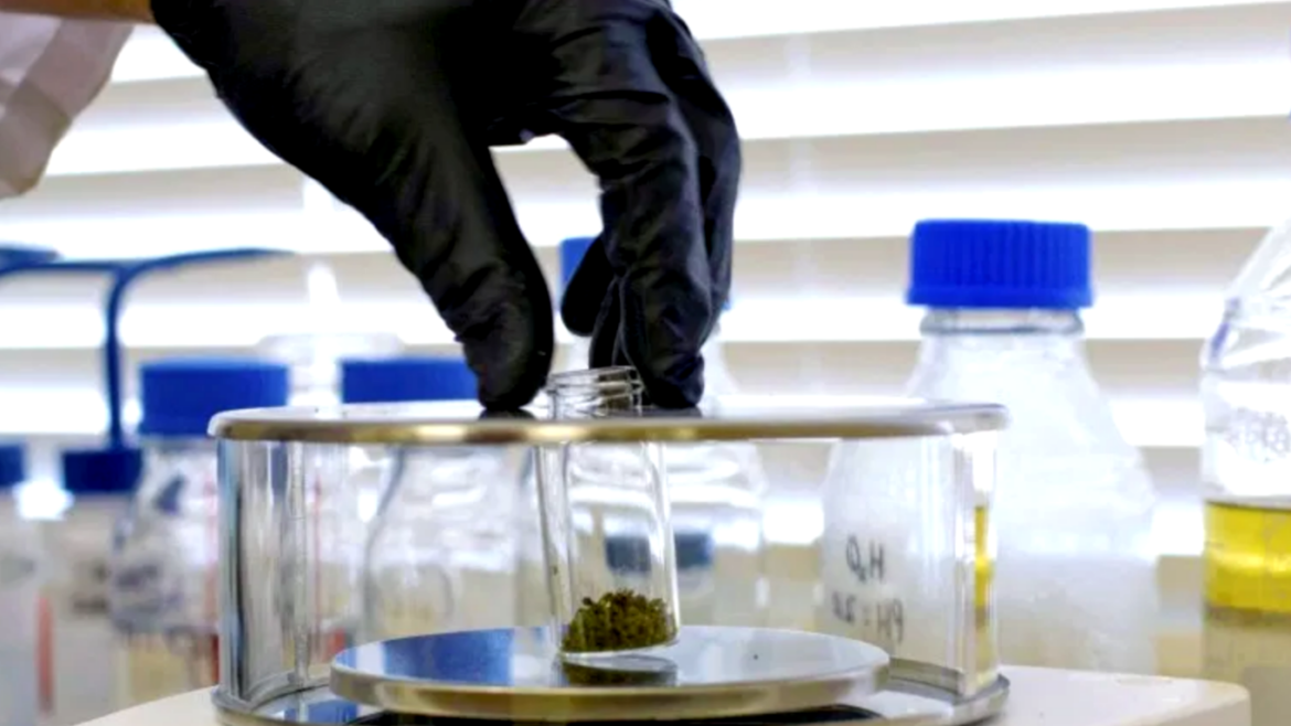 138 cannabis samples tested by Health Canada in 2020, but no labs inspected