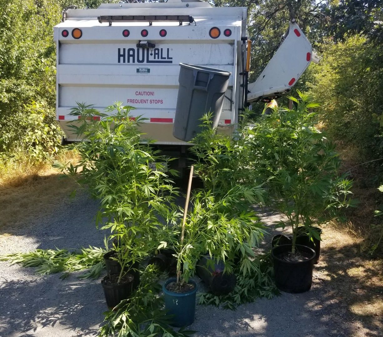 Kids discover 18 cannabis plants while on a hike in Saanich, BC
