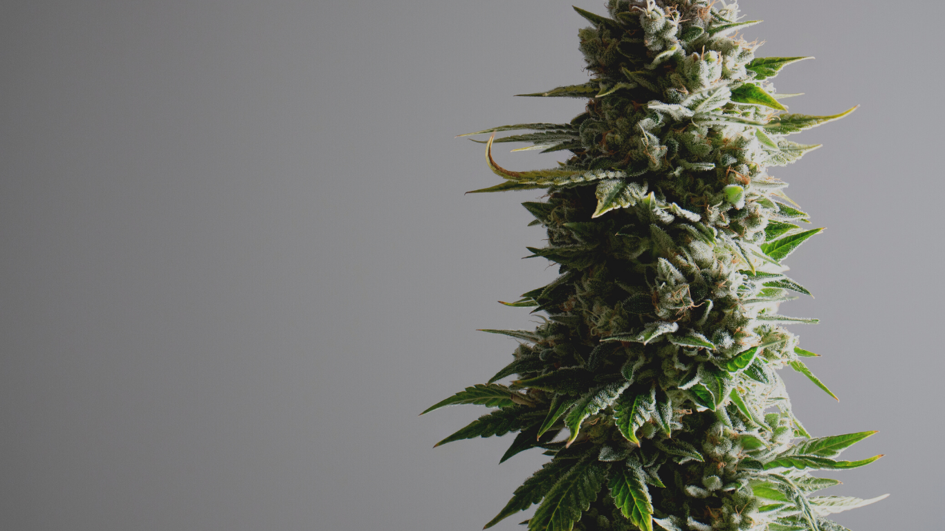 4 Plants Cup: Grassroots cannabis cultivation competition announces 2020 changes