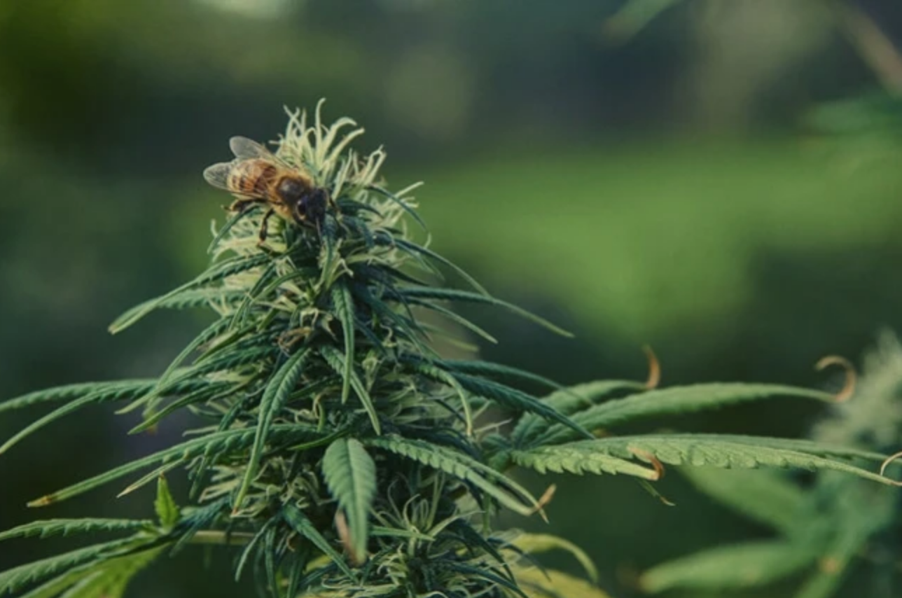 Cannabis extract may protect honey bees from pesticides