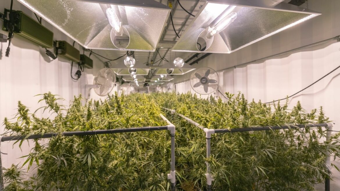 Health Canada updates Compliance and Enforcement Report including 9 inspections of personal, designated medical growers