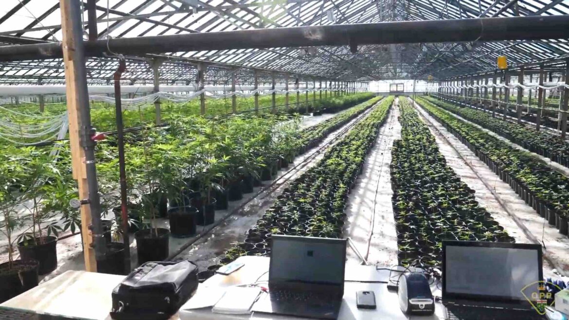 Ontario police say they have seized over 180,000 cannabis plants from large scale, illicit grows over past two years
