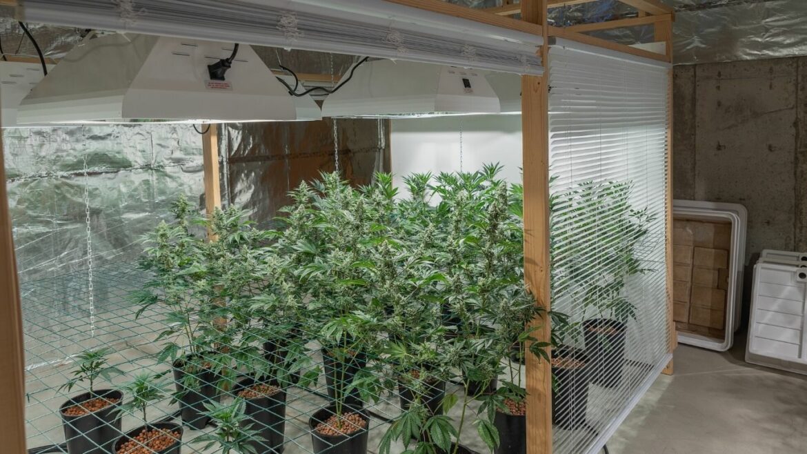 Sunshine Coast looks to gain more control over personal, designated medical cannabis growers