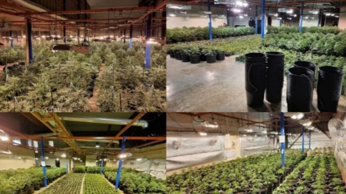 Another large cannabis raid in Ontario seizes more than 5,000 plants