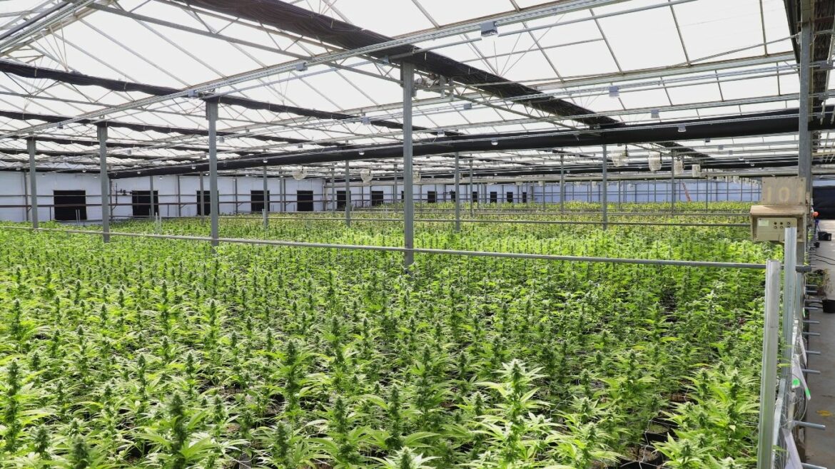 Cannabis closures to continue in 2021 say industry analysts