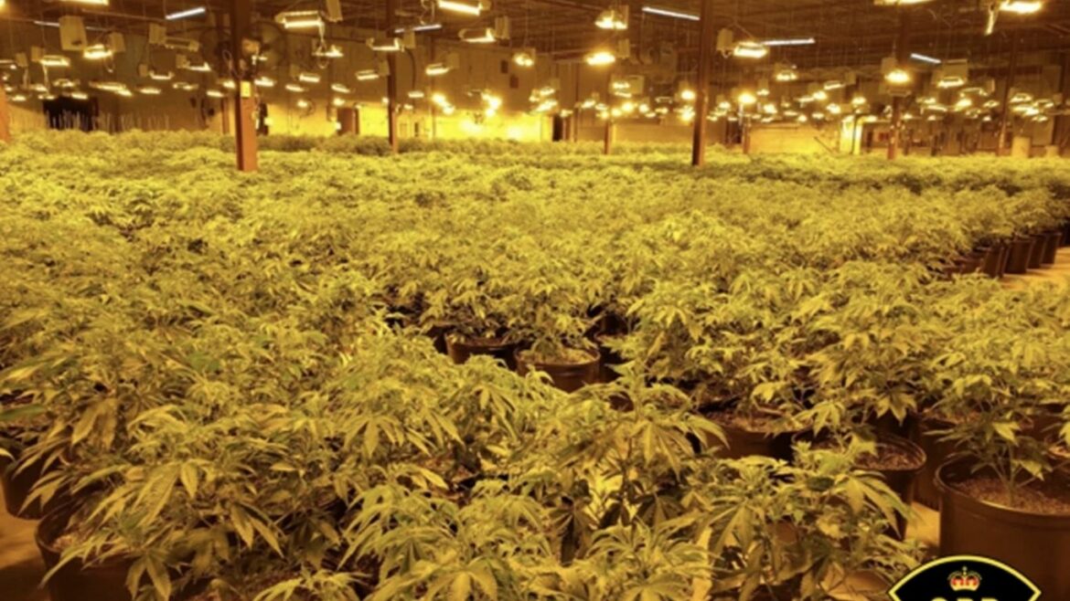 OPP seize more than 5,000 cannabis plants in Pembroke