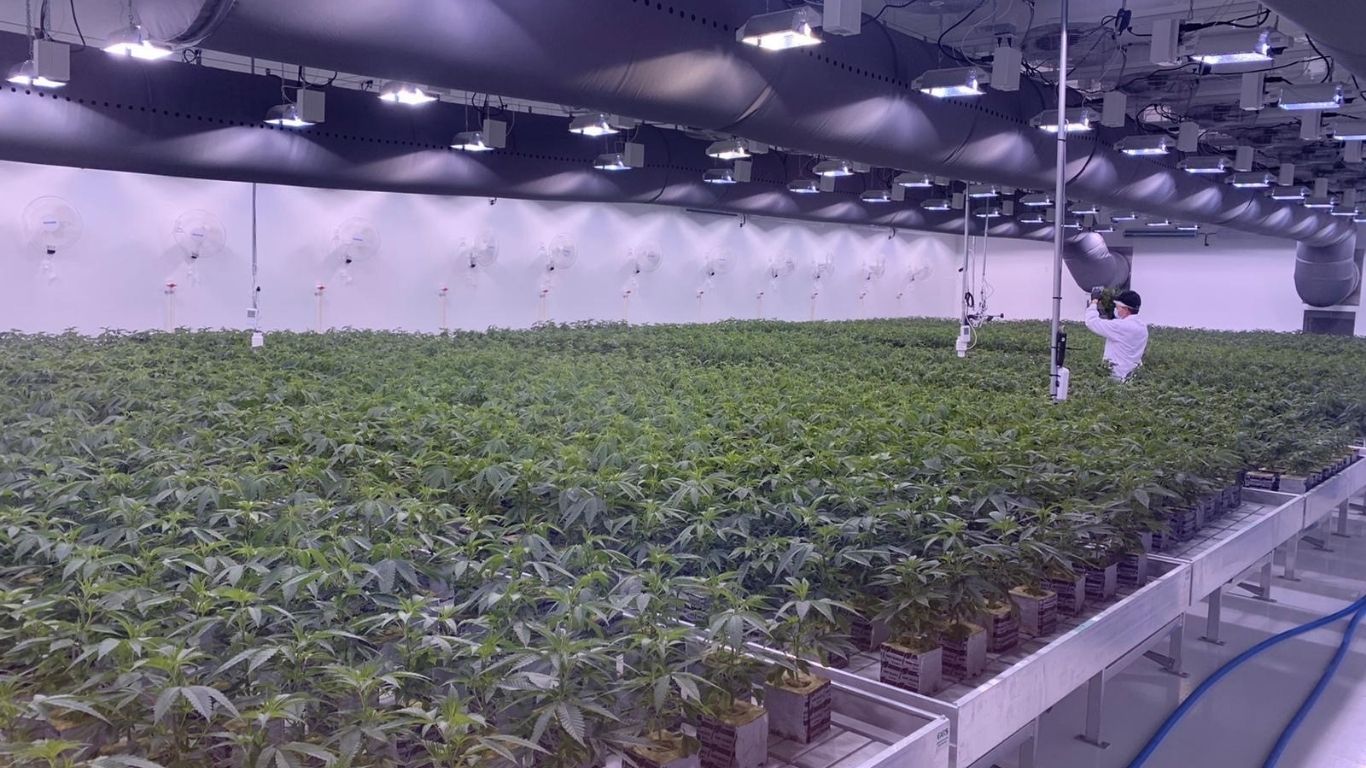 photo of BC to launch Indigenous cannabis shelf space program Jan 18 image