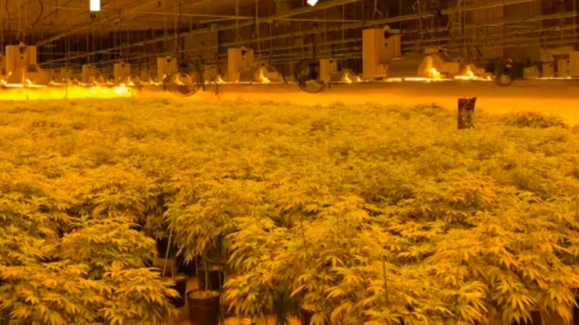 OPP seize more than 12,000 cannabis plants in Chapleau, charge 5