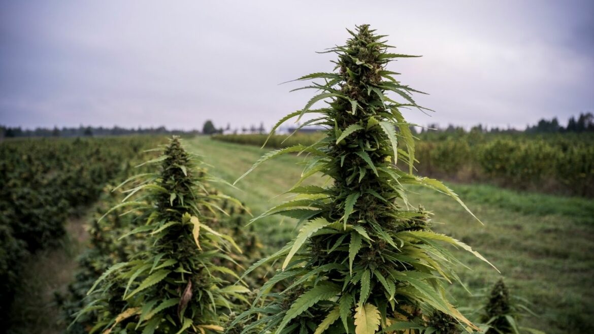 Stats Canada to include cannabis in this year’s Agriculture Census