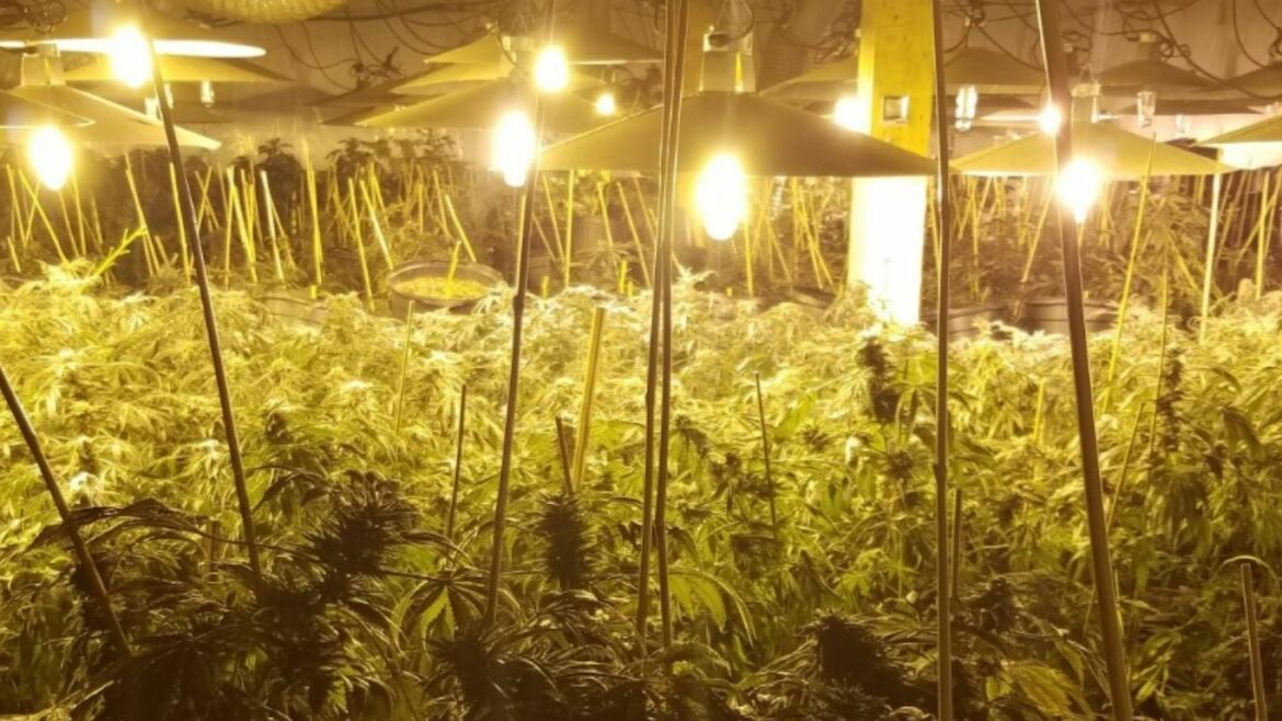 Ontario police seize thousands of plants in Meaford, charging seven