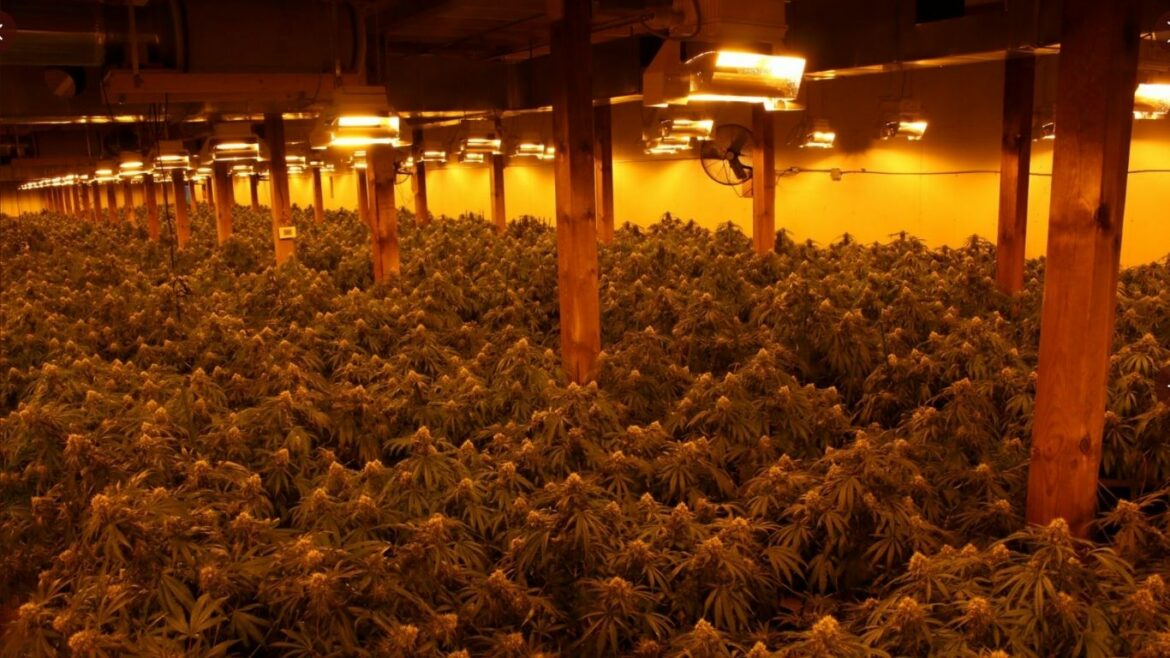 OPP seize nearly 10,000 cannabis plants in three raids this week