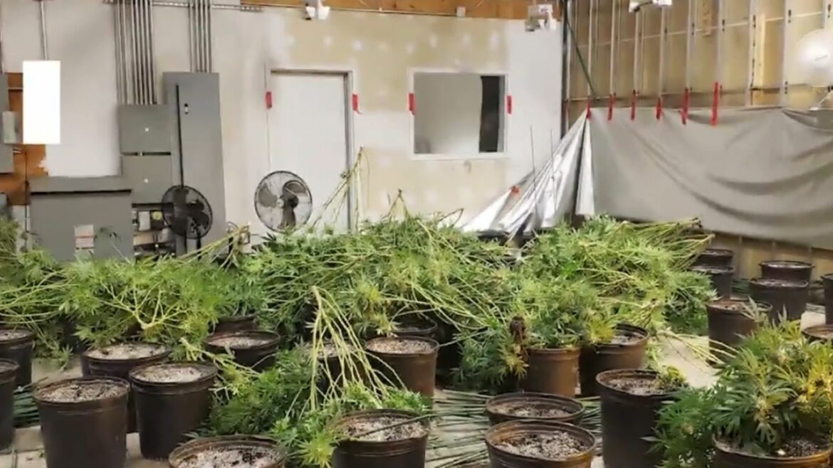 Ontario police seize thousands of cannabis plants in several more raids this week