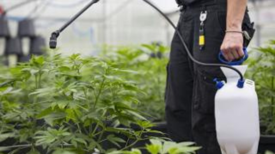 BC tests illicit cannabis and finds 24 different pesticides in 20 samples