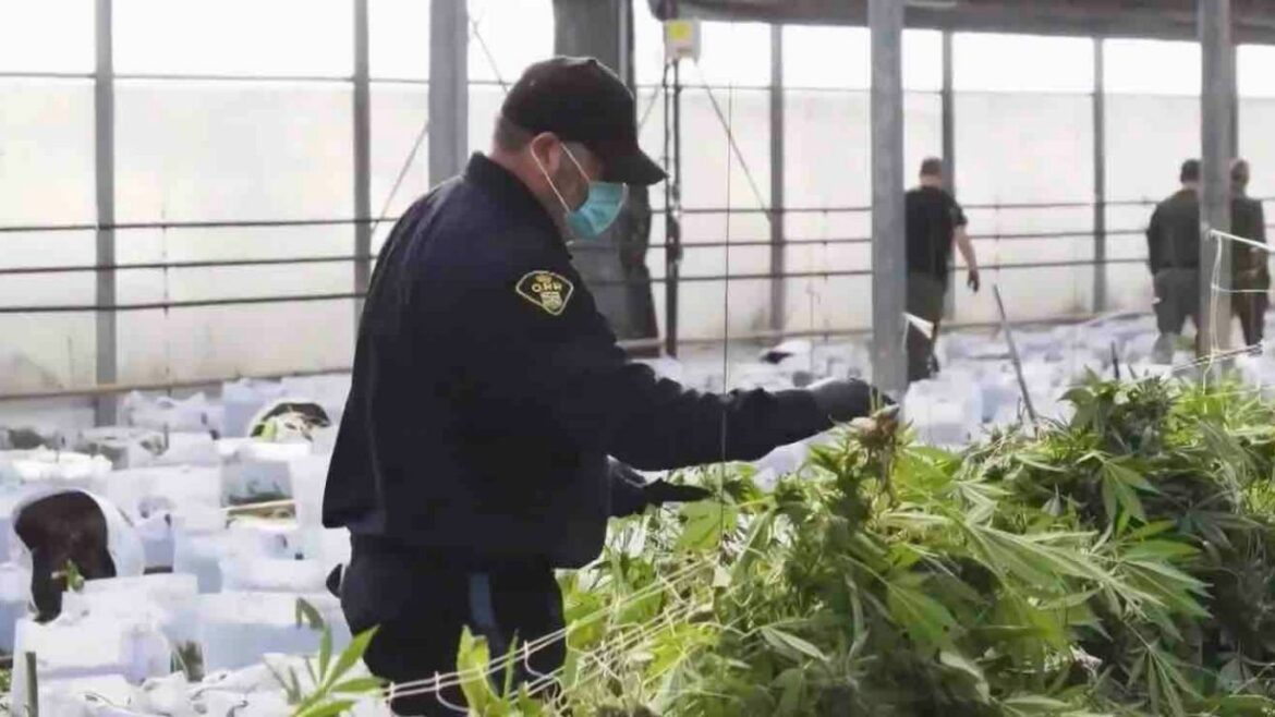 Ontario: Testing result of illicit cannabis products show high levels of pesticides, inaccurate THC levels