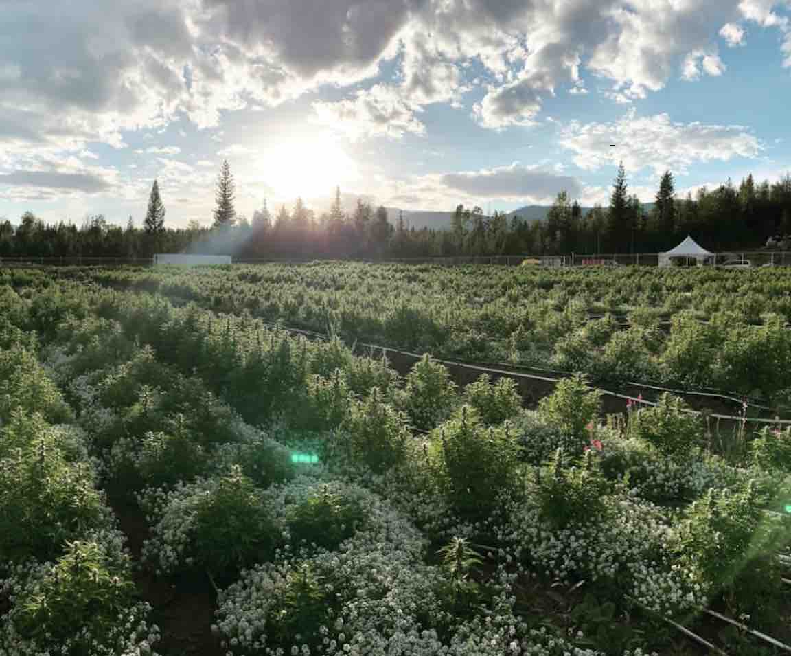 Kootenay cannabis collective hoping to find path to market