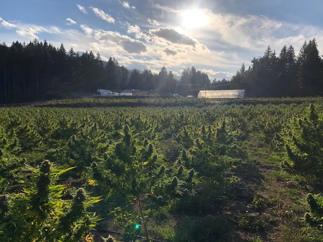The highs and lows of outdoor cannabis production in Canada