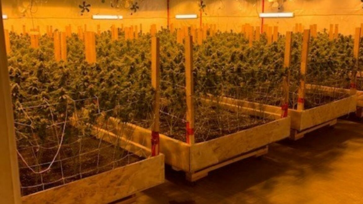 Police in BC, Alberta shut down illicit cannabis and psilocybin website