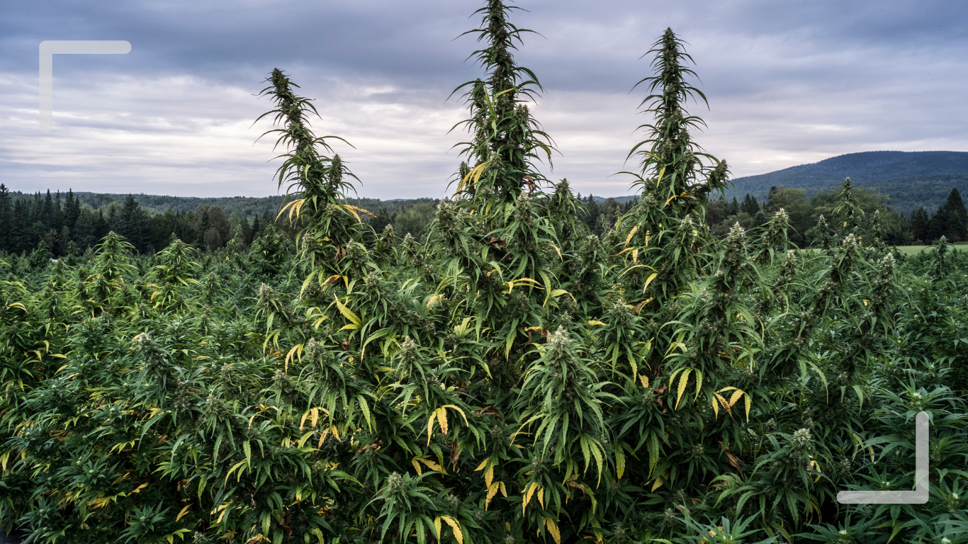 From Field to Shelf: a conversation with outdoor micro cultivators