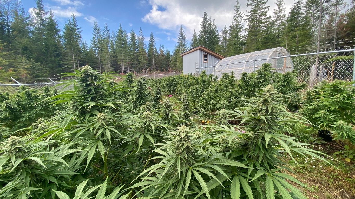 BC’s outdoor growers make their way from field to shelf