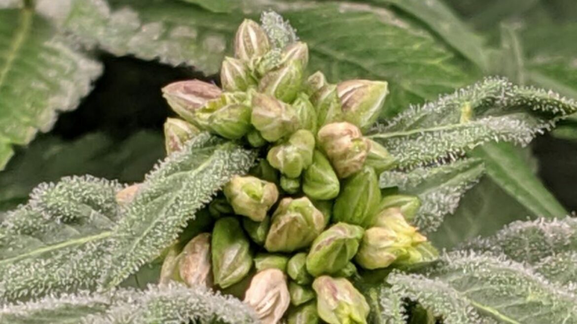 Assessing the quantity and viability of cannabis pollen for breeding programs