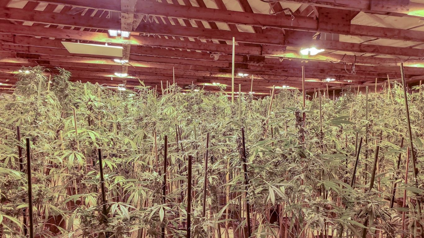 Abbotsford police issue warning of home invasions of cannabis grow sites