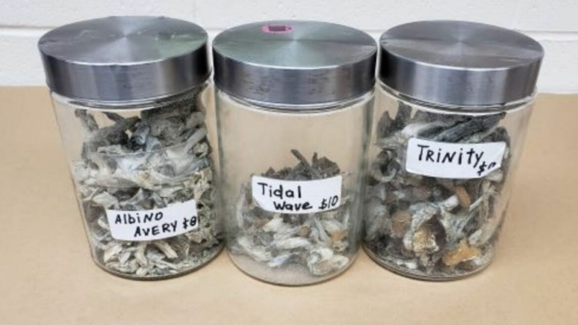 Cannabis, psilocybin, suspected MDMA seized from unlicensed store in Burnaby, BC