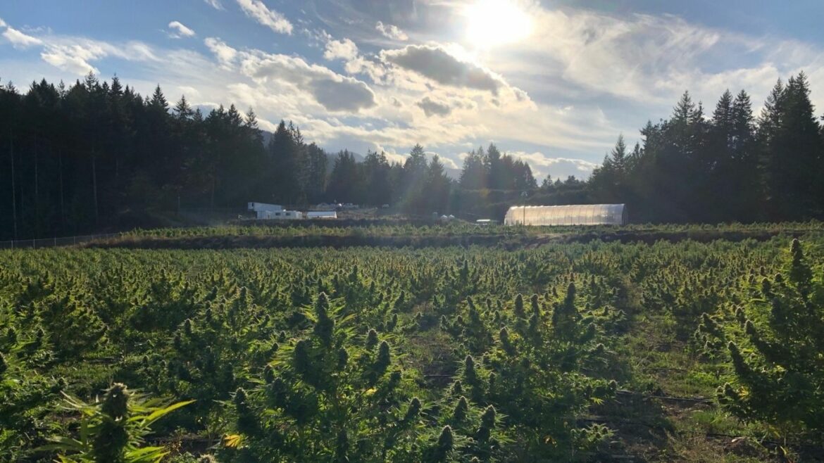 Vancouver Island outdoor cannabis farm tour