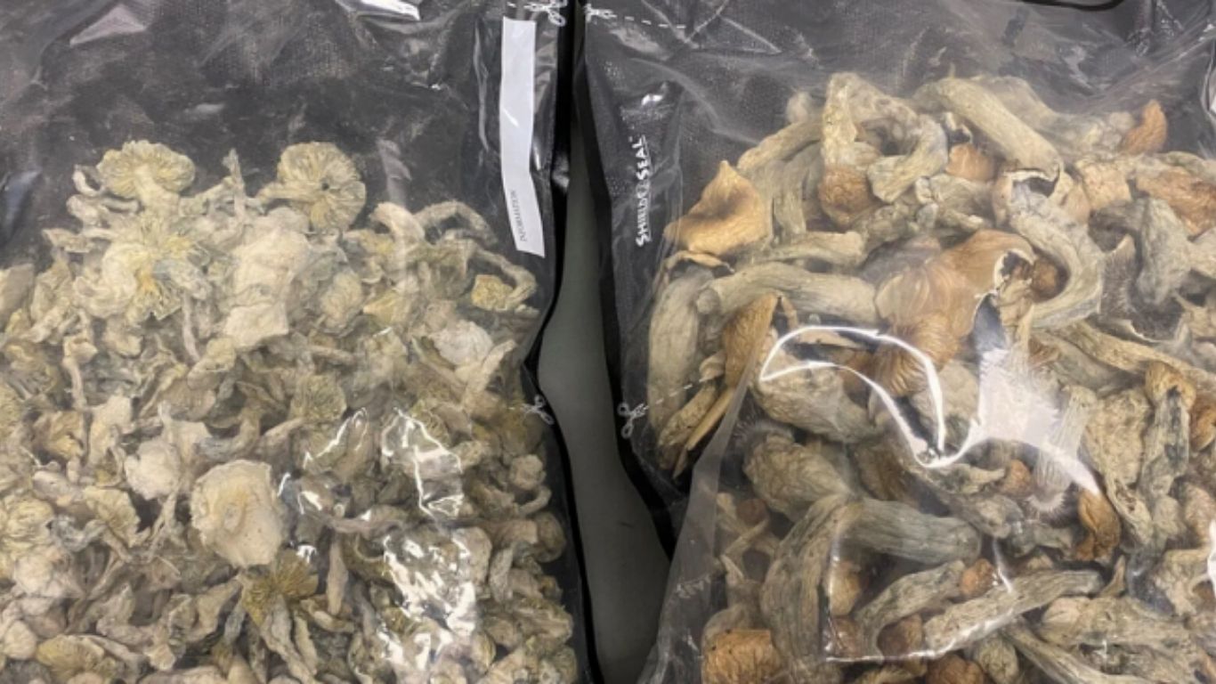 Blood Tribe Police Services in Alberta seize cannabis, psilocybin from unlicensed store