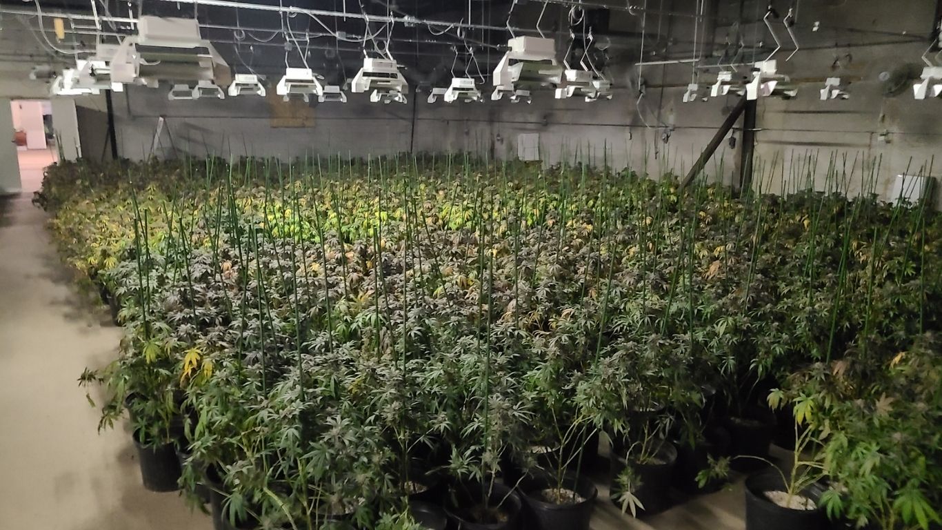 OPP seize more than 5,500 cannabis plants from old Pepsi factory