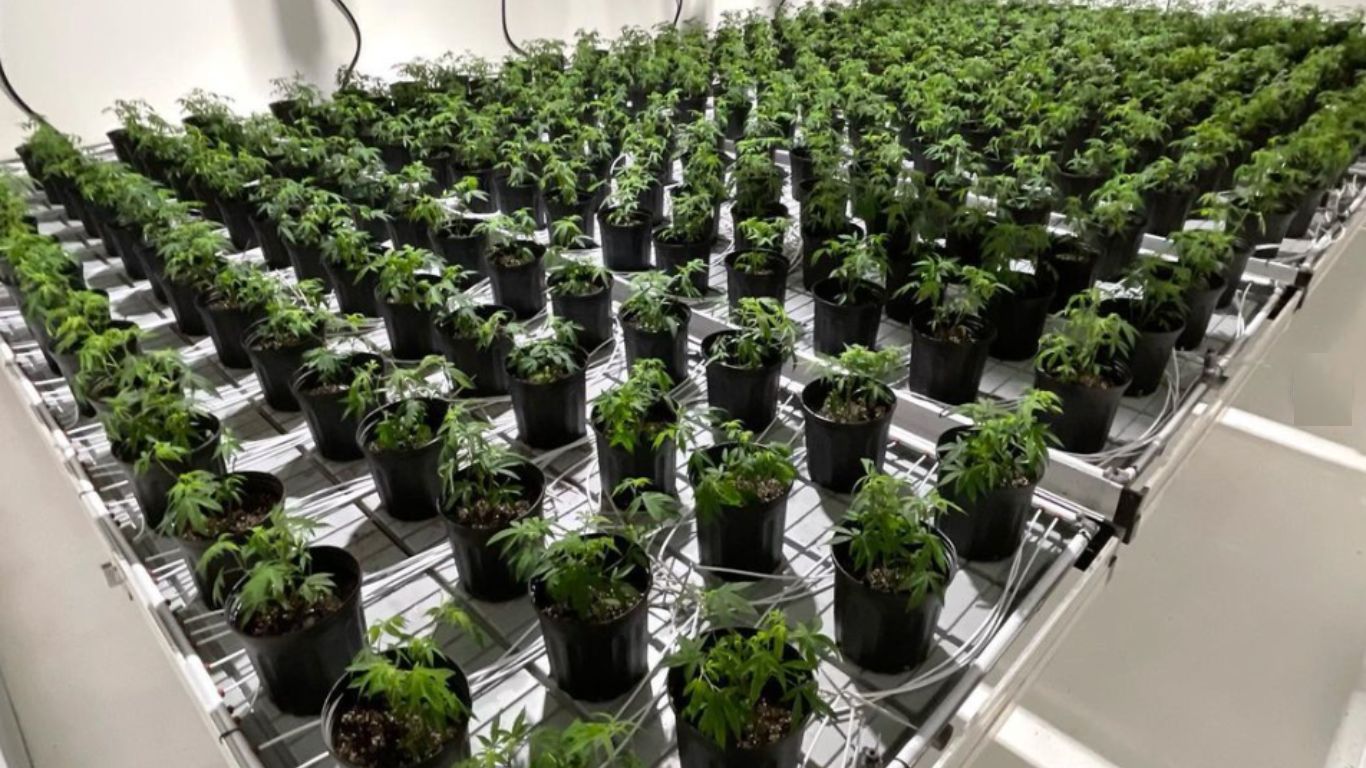 Licensed cultivation area, cannabis production continues to increase across Canada