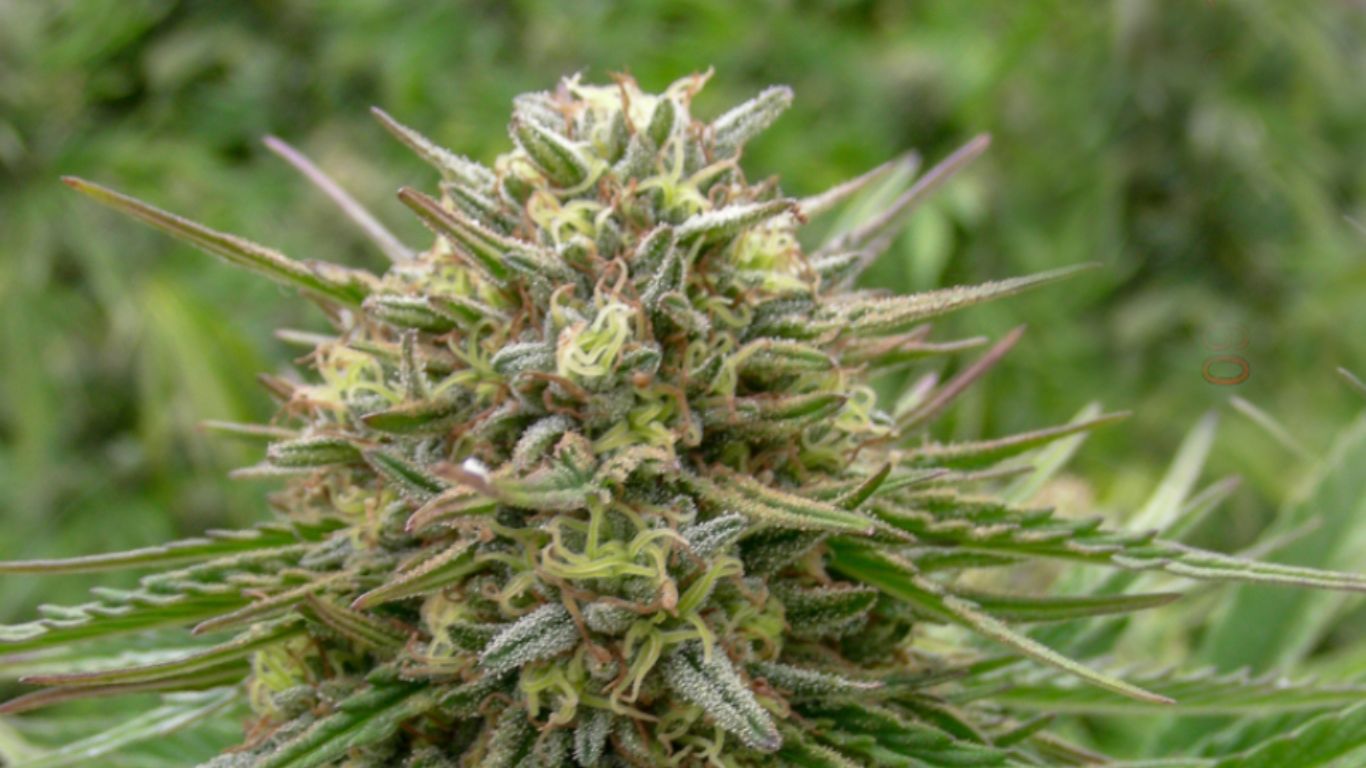 Growing cannabis: Debunking the light leak myth