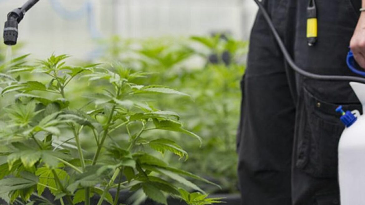 BC report shows high levels of pesticides, inaccurate THC levels in illicit cannabis, vape carts