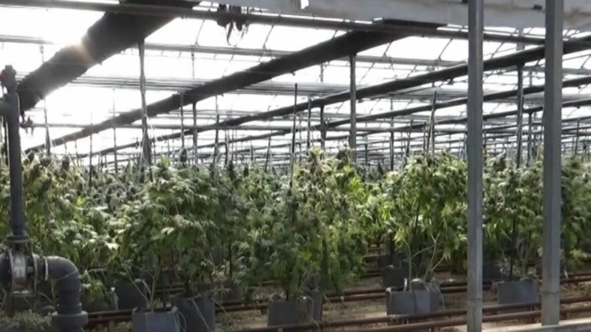 OPP seize more than eight tons of cannabis, 45,000 plants from two Kingsville farms
