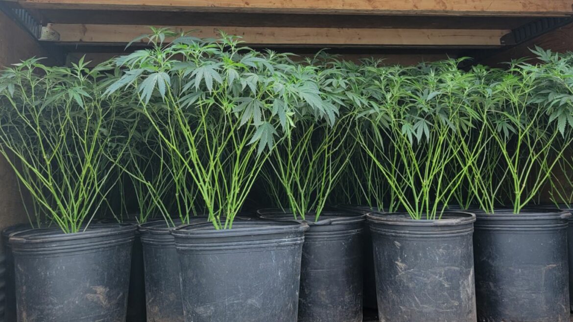 Charges filed after OPP find hundreds of cannabis plants during vehicle inspection
