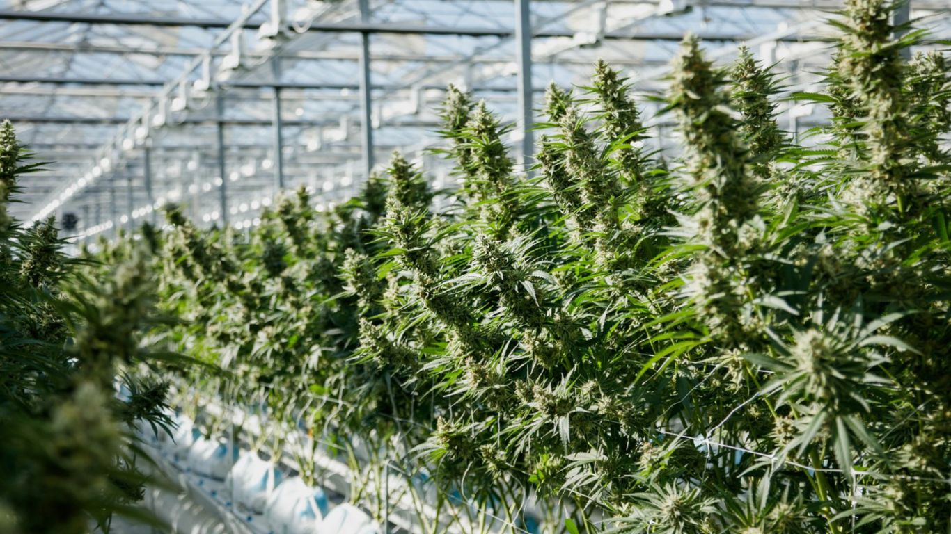 BC greenhouse grower to offer “price-sensitive” ounces under new brand