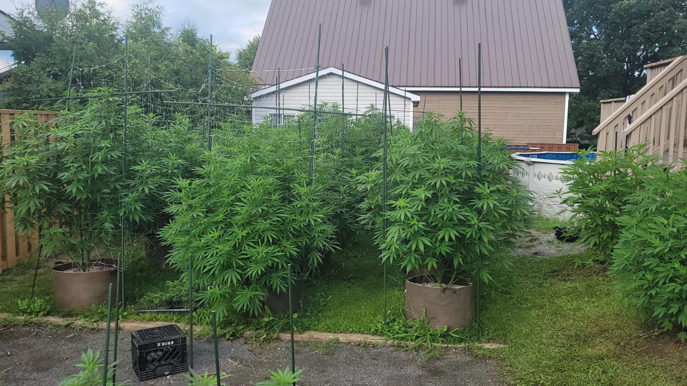 Plants, cannabis, suspected cannabis seized from Ontario home