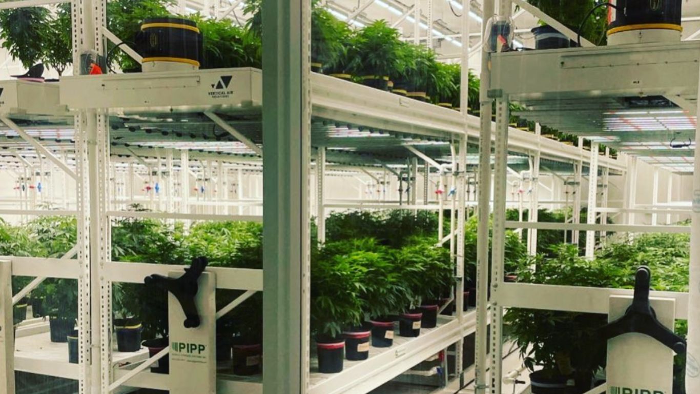 BC cannabis nursery Klonetics announces deal with California’s Seed Junky Genetics