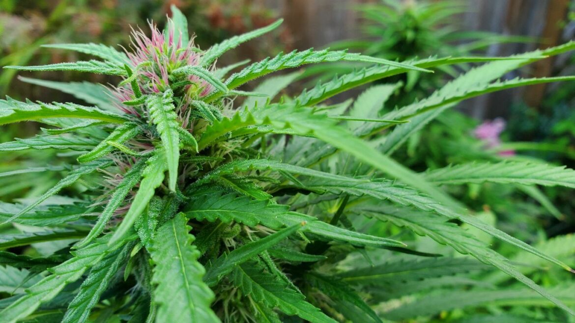 Supreme Court to hear final arguments in challenge of Quebec’s home-grow ban Sept 15
