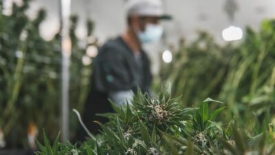 Micro cannabis licences continue to grow in popularity