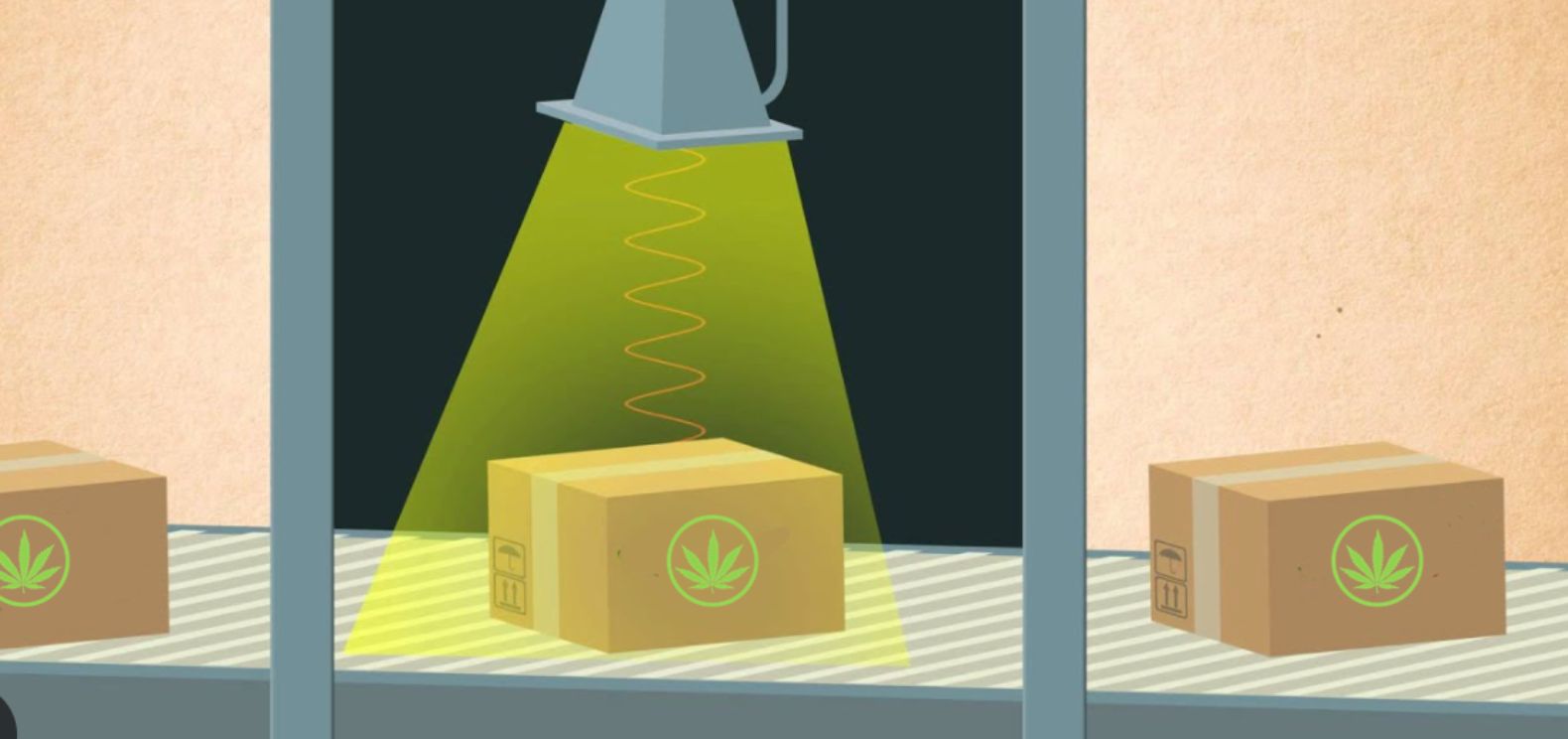 The pros and cons of cannabis irradiation