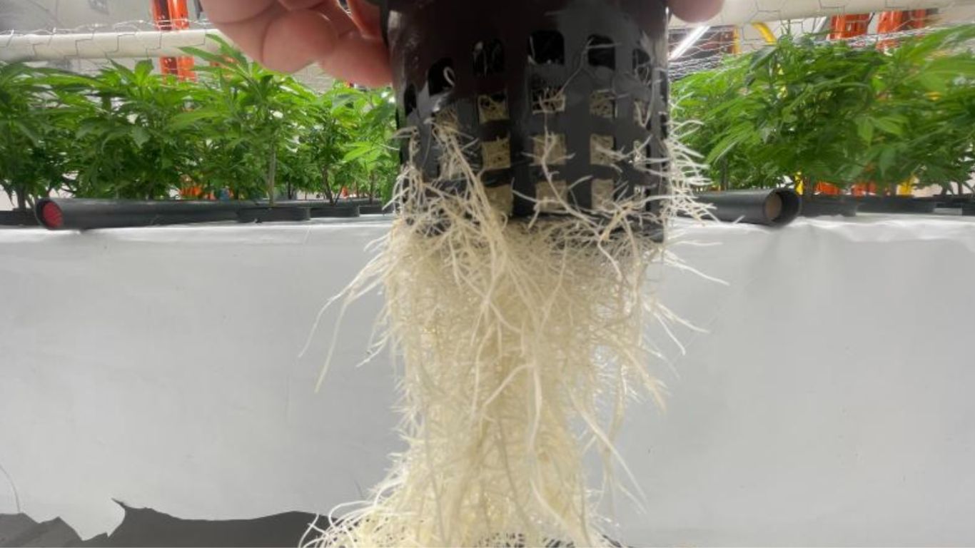 Kootenay Aeroponic Has Deep Roots In Bc's Cannabis Community 