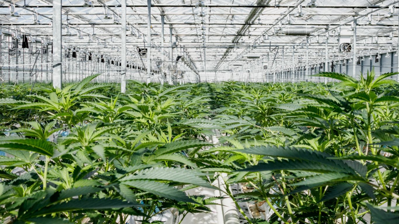 Cannabis exports increase for Village Farms in Q3 2024