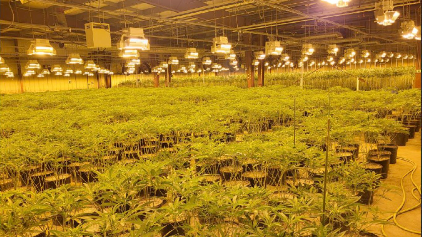 OPP arrest six and seize 15,000 cannabis plants in Niagara raid