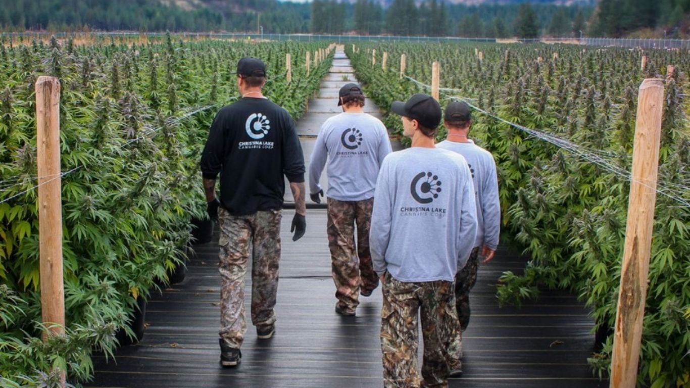 photo of Christina Lake Cannabis reports increasing losses in Q1, Q2 2024 image