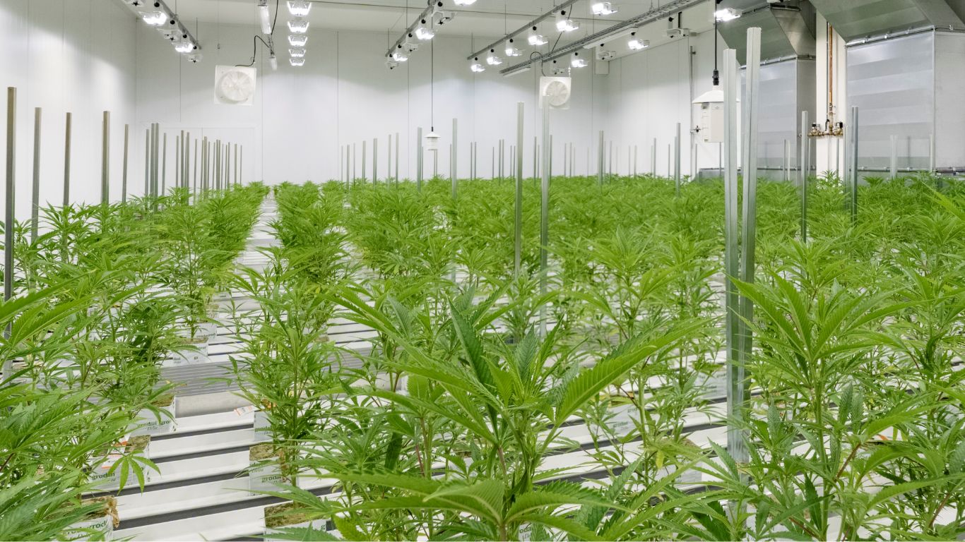 International sales increase for Aurora Cannabis, but company reports $13 million loss in Q2 2025