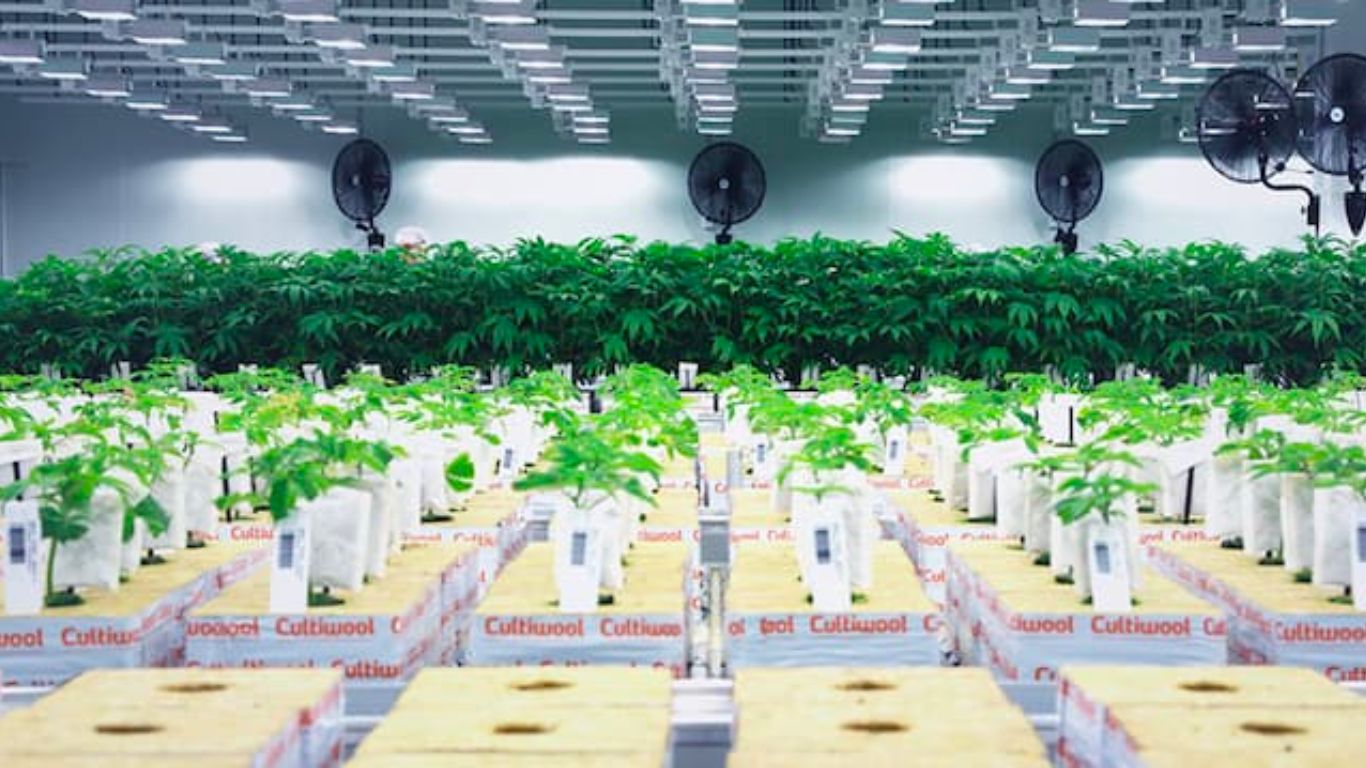Q2 2025 marks another record quarter for Cannara Biotech