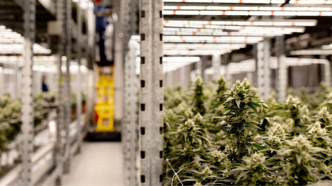 photo of Decibel Cannabis to acquire AgMedica Bioscience, expanding export potential image