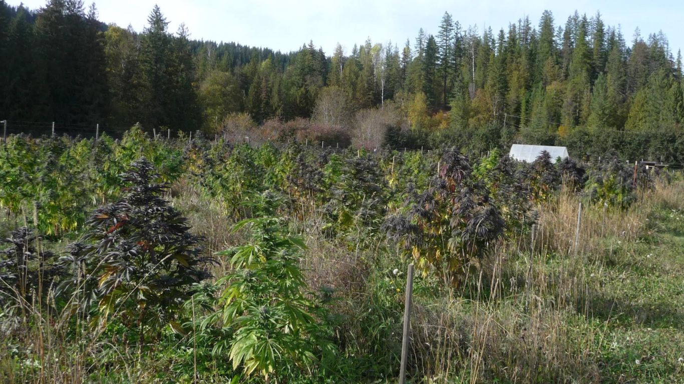 One man’s journey to grow the cheapest cannabis in Canada